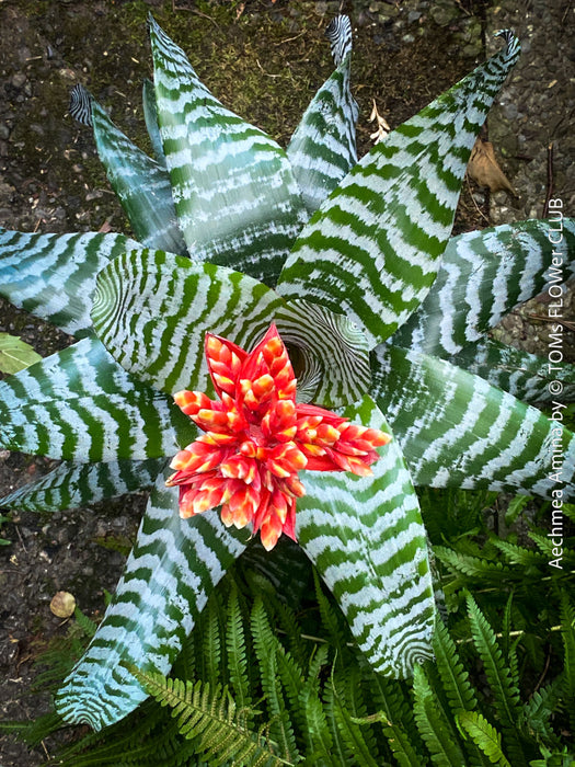 Bromelia Aechmea Amina, organically grown tropical plants for sale at TOMs FLOWer CLUB.