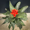 Bromelia Aechmea Amina, organically grown tropical plants for sale at TOMs FLOWer CLUB.