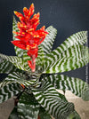 Bromelia Aechmea Amina, organically grown tropical plants for sale at TOMs FLOWer CLUB.