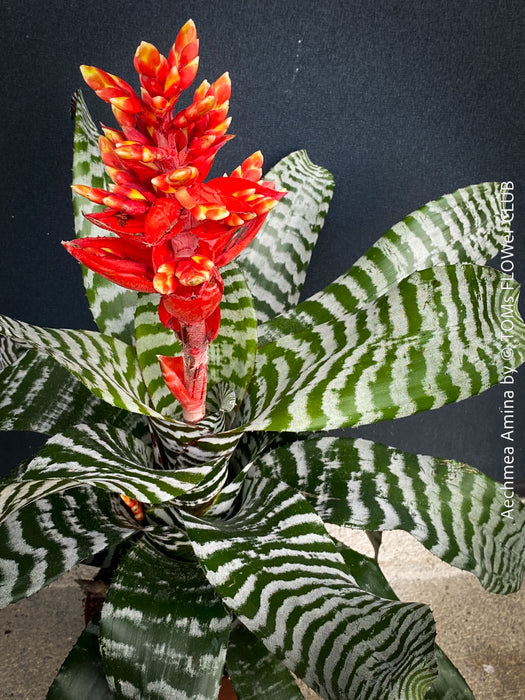 Bromelia Aechmea Amina, organically grown tropical plants for sale at TOMs FLOWer CLUB.