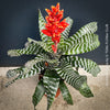 Bromelia Aechmea Amina, organically grown tropical plants for sale at TOMs FLOWer CLUB.