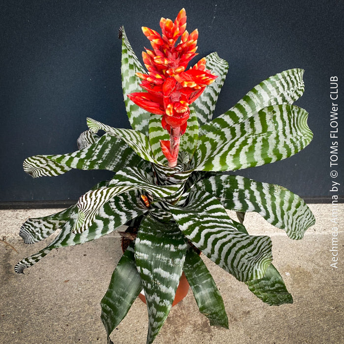 Bromelia Aechmea Amina, organically grown tropical plants for sale at TOMs FLOWer CLUB.