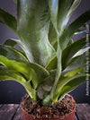 Aechmea Blue Rain, organically grown Bromelia tropical plants for sale at TOMs FLOWer CLUB, Zurich, Switzerland.