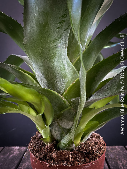 Aechmea Blue Rain, organically grown Bromelia tropical plants for sale at TOMs FLOWer CLUB, Zurich, Switzerland.