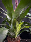 Aechmea Blue Rain, organically grown Bromelia tropical plants for sale at TOMs FLOWer CLUB, Zurich, Switzerland.
