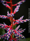 Aechmea Blue Rain, organically grown Bromelia tropical plants for sale at TOMs FLOWer CLUB, Zurich, Switzerland.