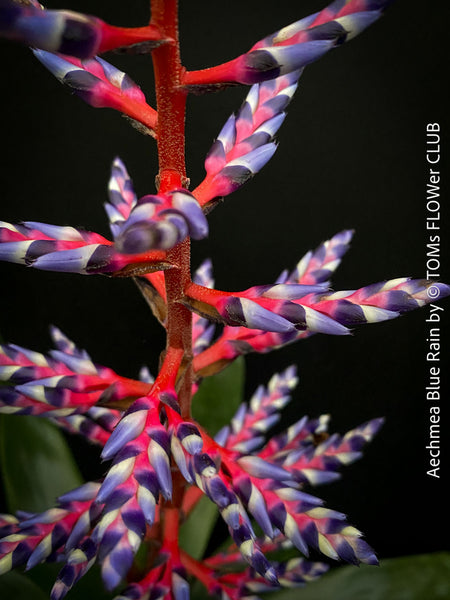 Aechmea Blue Rain, organically grown Bromelia tropical plants for sale at TOMs FLOWer CLUB, Zurich, Switzerland.