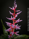 Aechmea Blue Rain, organically grown Bromelia tropical plants for sale at TOMs FLOWer CLUB, Zurich, Switzerland.