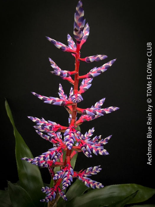 Aechmea Blue Rain, organically grown Bromelia tropical plants for sale at TOMs FLOWer CLUB, Zurich, Switzerland.