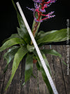 Aechmea Blue Rain, organically grown Bromelia tropical plants for sale at TOMs FLOWer CLUB, Zurich, Switzerland.