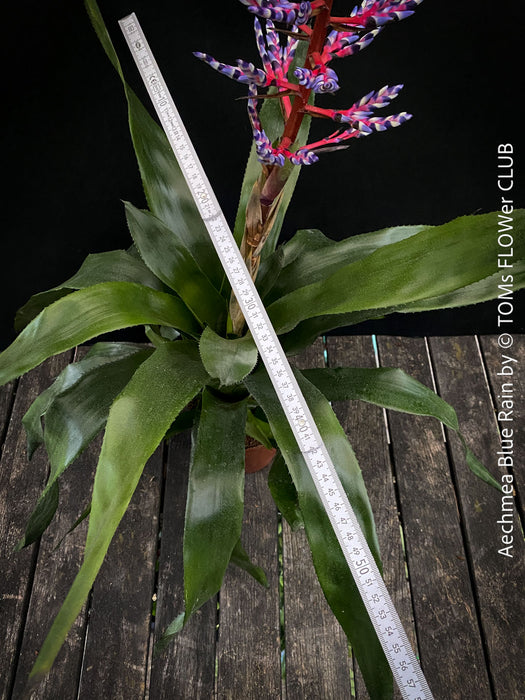 Aechmea Blue Rain, organically grown Bromelia tropical plants for sale at TOMs FLOWer CLUB, Zurich, Switzerland.