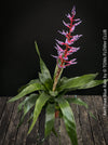 Aechmea Blue Rain, organically grown Bromelia tropical plants for sale at TOMs FLOWer CLUB, Zurich, Switzerland.