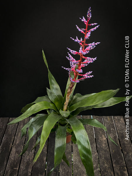 Aechmea Blue Rain, organically grown Bromelia tropical plants for sale at TOMs FLOWer CLUB, Zurich, Switzerland.
