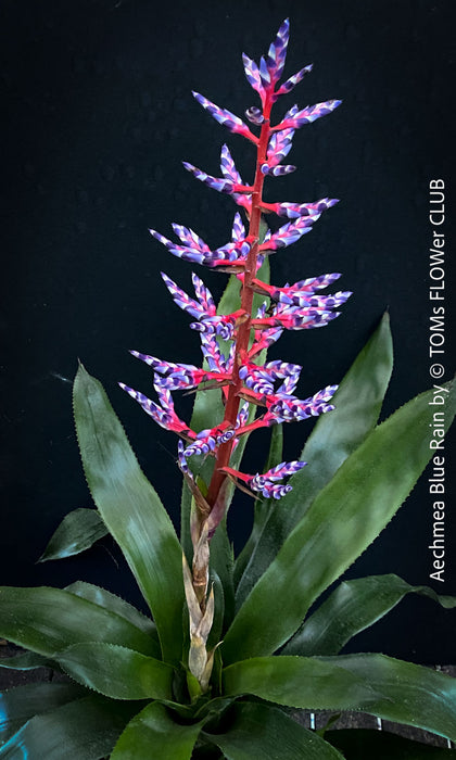 Aechmea Blue Rain, organically grown Bromelia tropical plants for sale at TOMs FLOWer CLUB, Zurich, Switzerland.