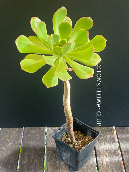 Aeonium hierrense by TOMs FLOWer CLUB, Canary Islands, endemic plants, endemische Pflanzen, Sun loving organically grown succulent plant