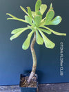 Aeonium hierrense by TOMsFLOWer CLUB, Sun loving organically grown succulent plant
