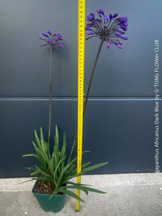 Agapanthus Africanus Dark Blue