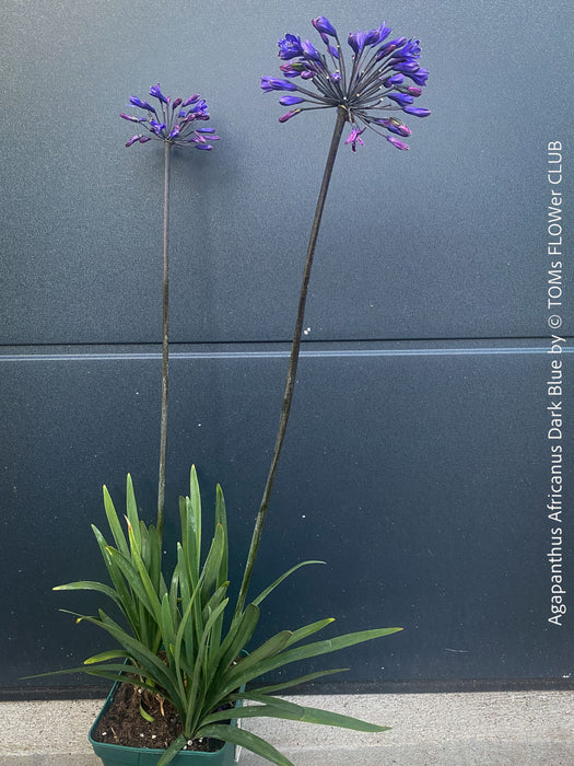Agapanthus Africanus Dark Blue