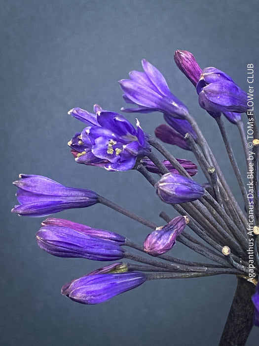Agapanthus Africanus Dark Blue