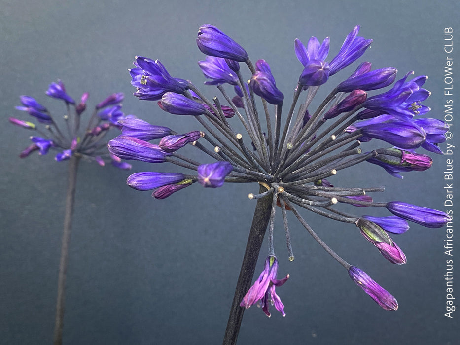 Agapanthus Africanus Dark Blue