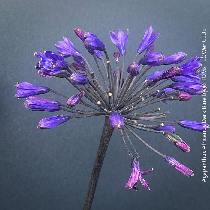 Agapanthus Africanus Dark Blue