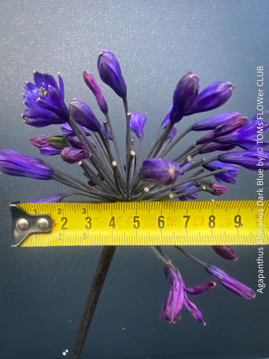 Agapanthus Africanus Dark Blue
