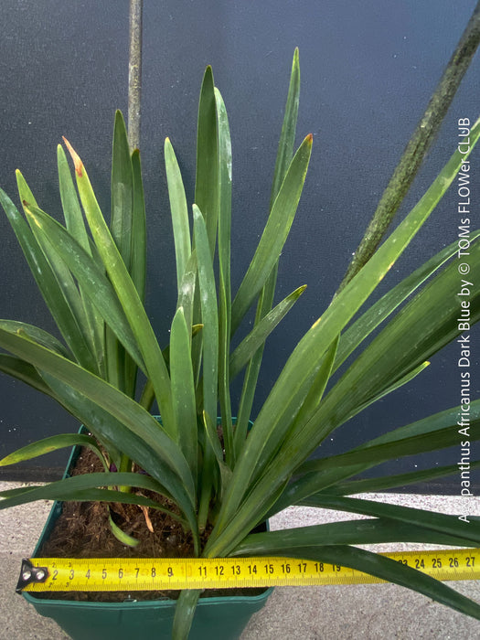 Agapanthus Africanus Dark Blue