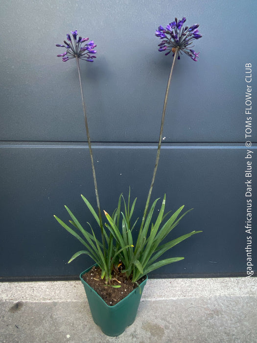 Agapanthus Africanus Dark Blue