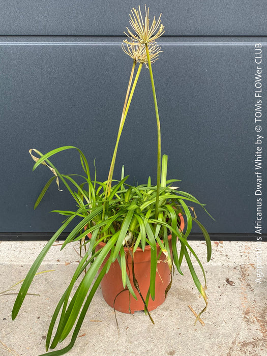 Healthy, robust Agapanthus Africanus Dwarf White plant potted in organic substrate, frost-resistant and ready for sunny outdoor setups from TOMs FLOWer CLUB.