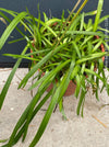 Vibrant Agapanthus Dwarf White lily with pure white flowers and well-developed foliage, grown naturally and sold exclusively at TOMs FLOWer CLUB.