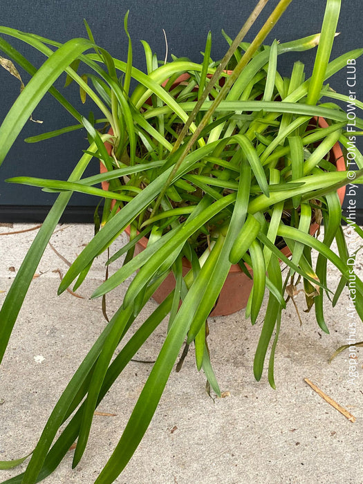 Vibrant Agapanthus Dwarf White lily with pure white flowers and well-developed foliage, grown naturally and sold exclusively at TOMs FLOWer CLUB.