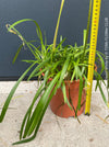 Pure white Agapanthus Africanus Dwarf White flowers, photographed in a garden setting, ideal for sunny outdoor locations, offered at TOMs FLOWer CLUB.