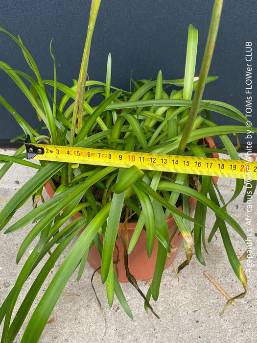 Compact Agapanthus Dwarf White plant with lush green leaves and elegant white blooms, organically grown and available at TOMs FLOWer CLUB.
