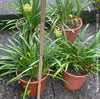 Full view of Agapanthus Africanus Dwarf White plant with robust, healthy foliage and stunning white blooms, organically cultivated at TOMs FLOWer CLUB.