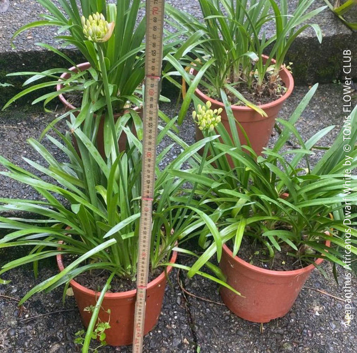 Full view of Agapanthus Africanus Dwarf White plant with robust, healthy foliage and stunning white blooms, organically cultivated at TOMs FLOWer CLUB.