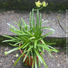 Close-up of Agapanthus Africanus Dwarf White flowers with pure white petals, organically grown and potted in self-mixed garden substrate at TOMs FLOWer CLUB.