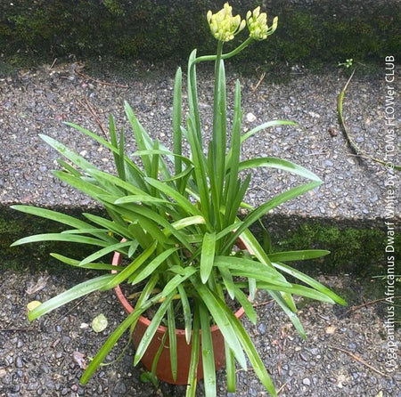 Close-up of Agapanthus Africanus Dwarf White flowers with pure white petals, organically grown and potted in self-mixed garden substrate at TOMs FLOWer CLUB.