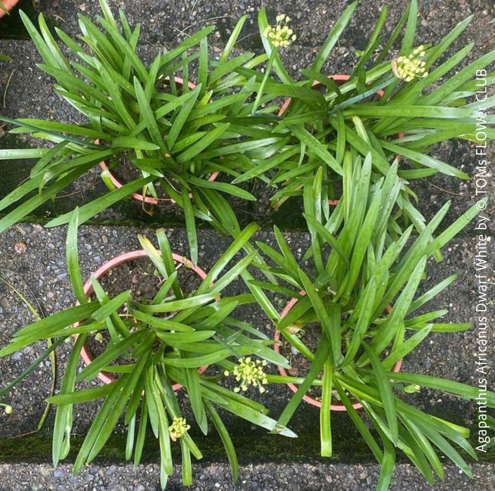 Organically grown Agapanthus Africanus Dwarf White with multiple plants in one pot, displayed outdoors in natural sunlight, offered by TOMs FLOWer CLUB.