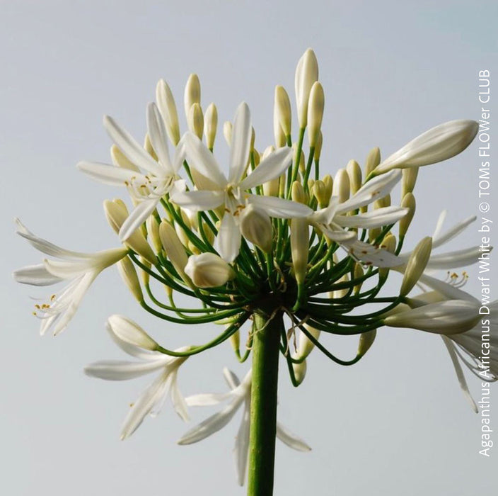 Agapanthus Africanus Dwarf White in a decorative pot, showcasing compact growth and multiple flower buds, available at TOMs FLOWer CLUB for sunny balconies.