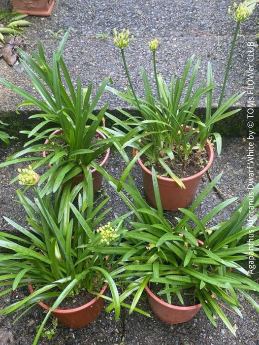 Dwarf African Lily (Agapanthus Dwarf White) with bright white flowers in bloom, thriving in self-mixed organic substrate, available at TOMs FLOWer CLUB.