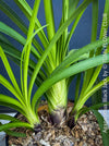 Agapanthus Africanus Black Jack, organically grown and potted in self-mixed garden substrate at TOMs FLOWer CLUB.