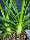 Agapanthus Africanus Black Jack, organically grown and potted in self-mixed garden substrate at TOMs FLOWer CLUB.
