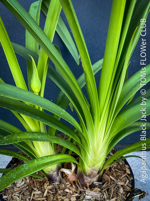Agapanthus Africanus Black Jack, organically grown and potted in self-mixed garden substrate at TOMs FLOWer CLUB.