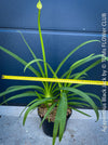 Agapanthus Africanus Black Jack, organically grown and potted in self-mixed garden substrate at TOMs FLOWer CLUB.