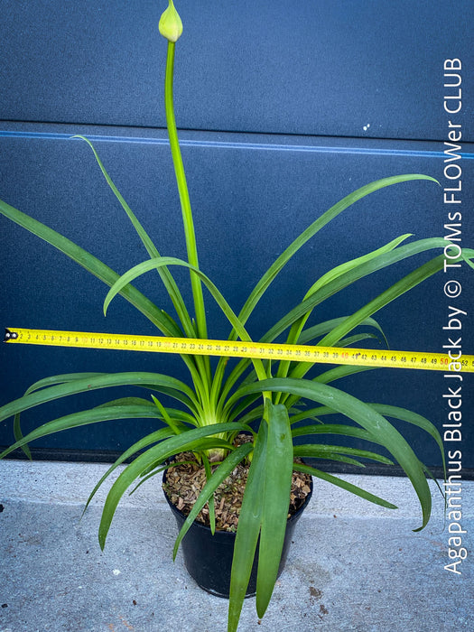 Agapanthus Africanus Black Jack, organically grown and potted in self-mixed garden substrate at TOMs FLOWer CLUB.