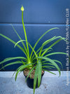 Agapanthus Africanus Black Jack, organically grown and potted in self-mixed garden substrate at TOMs FLOWer CLUB.