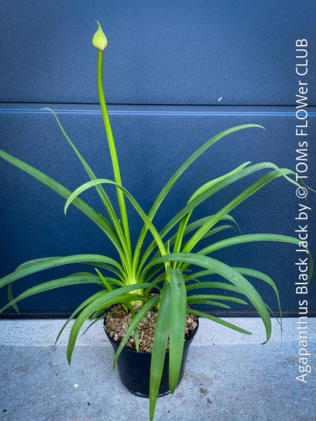 Agapanthus Africanus Black Jack, organically grown and potted in self-mixed garden substrate at TOMs FLOWer CLUB.