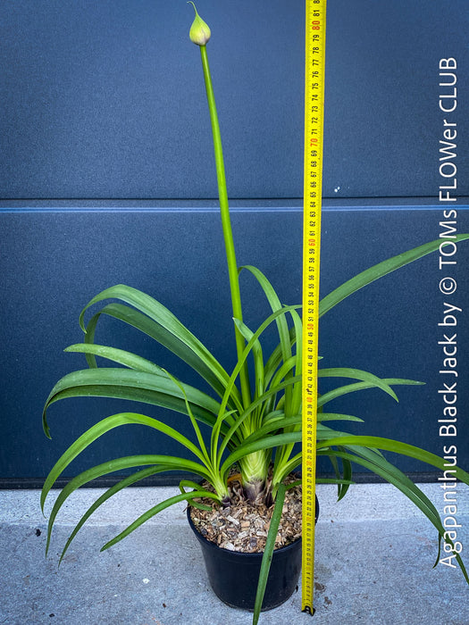 Agapanthus Africanus Black Jack, organically grown and potted in self-mixed garden substrate at TOMs FLOWer CLUB.
