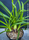 Agapanthus Africanus Black Jack, organically grown and potted in self-mixed garden substrate at TOMs FLOWer CLUB.