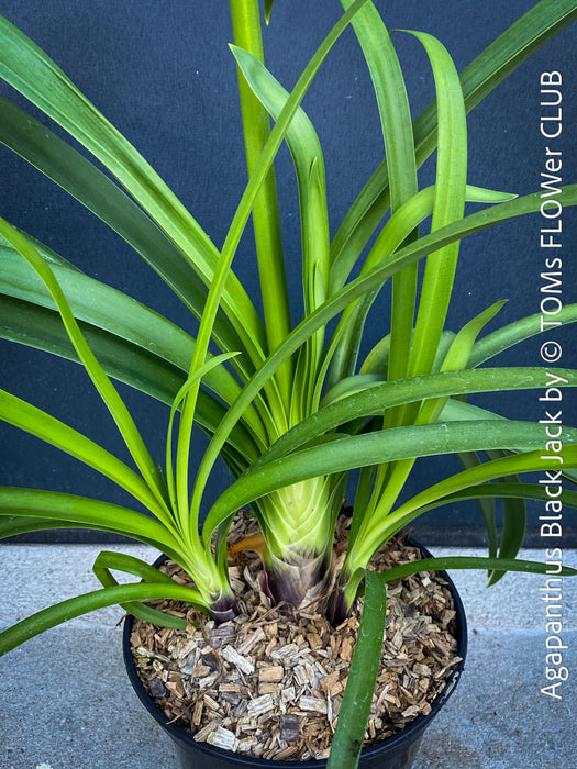 Agapanthus Africanus Black Jack, organically grown and potted in self-mixed garden substrate at TOMs FLOWer CLUB.
